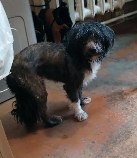 Найдена собака в Ярославле — фото объявления