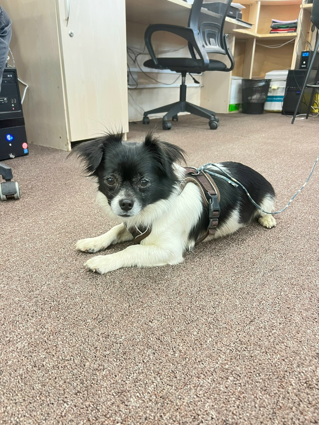 Найдена собака в Ярославле — фото объявления