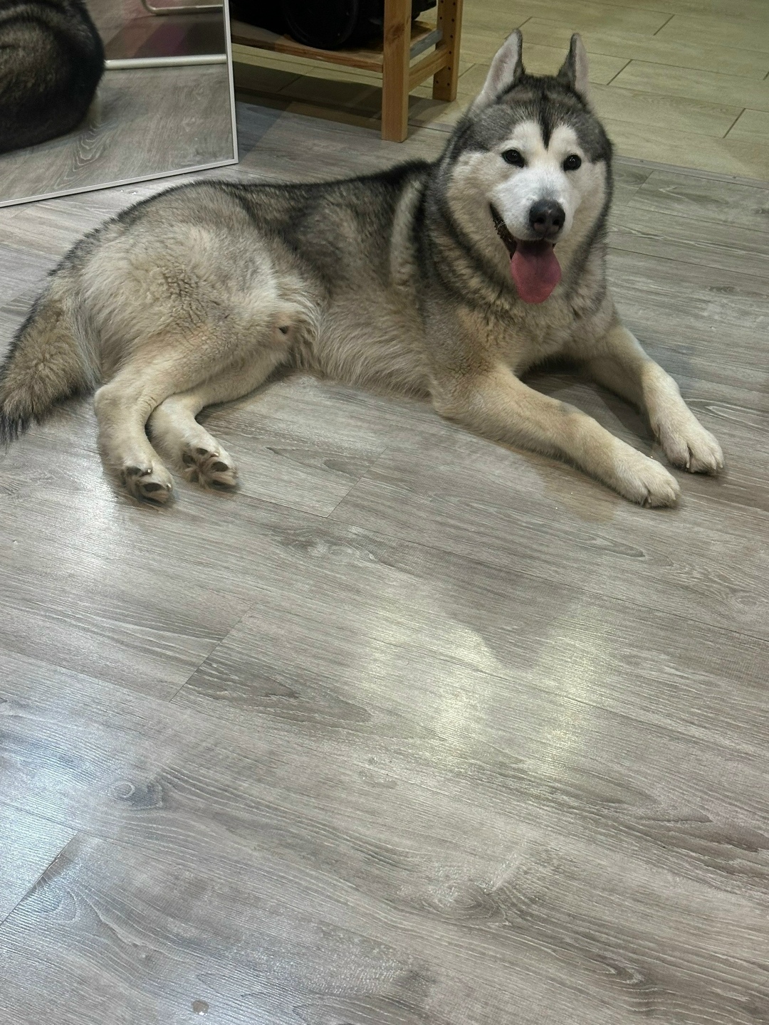 Найдена собака в Ярославле — фото объявления