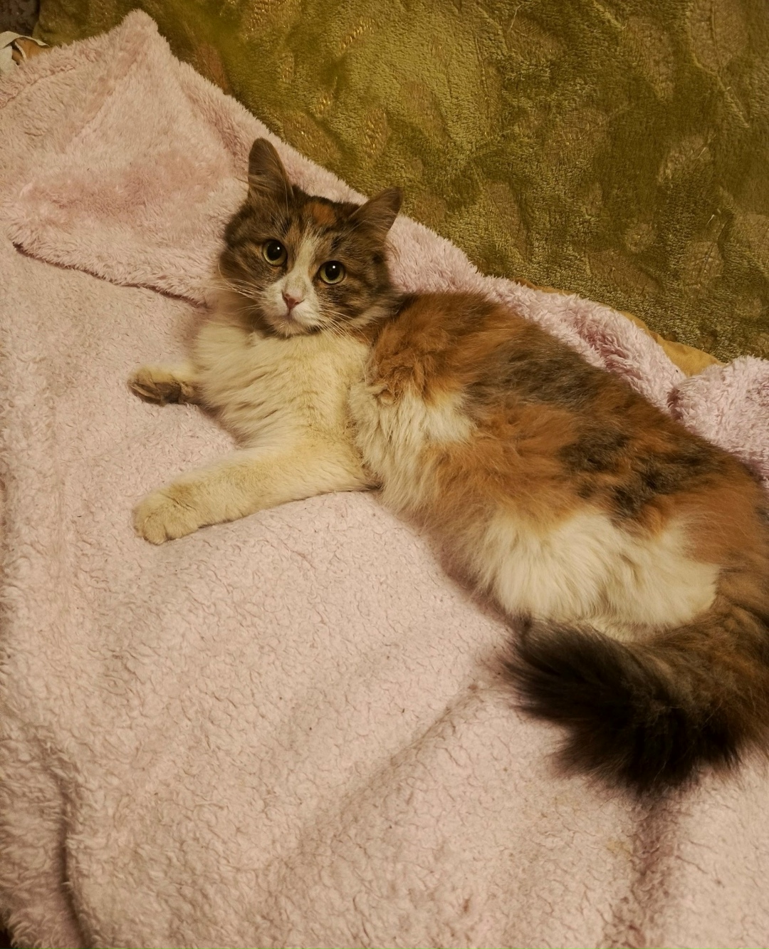 Найдена кошка в Ярославле — фото объявления