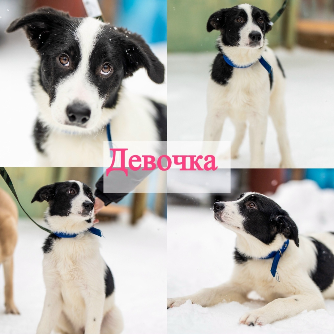 Найдена собака в Ярославле — фото объявления