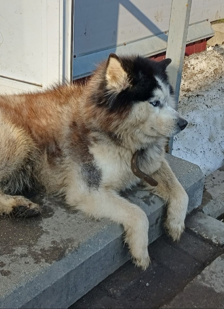 Найдена собака в Ярославле — фото объявления