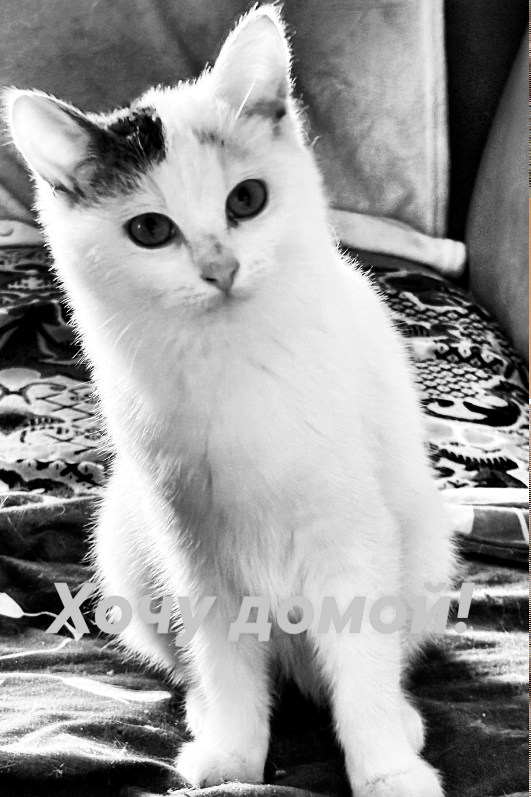 Найдена собака в Ярославле — фото объявления