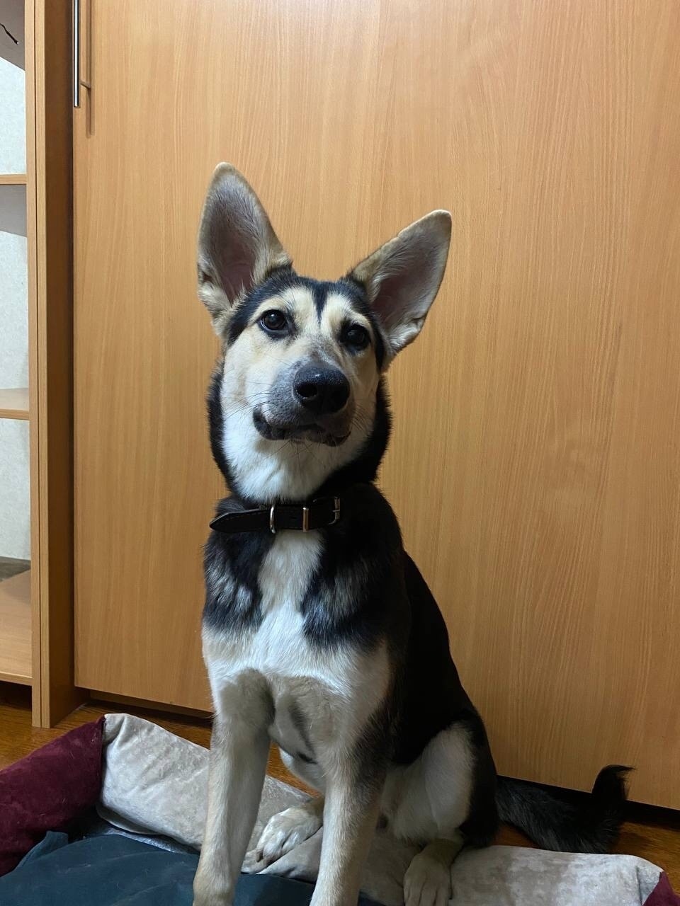 Найдена собака в Ярославле — фото объявления