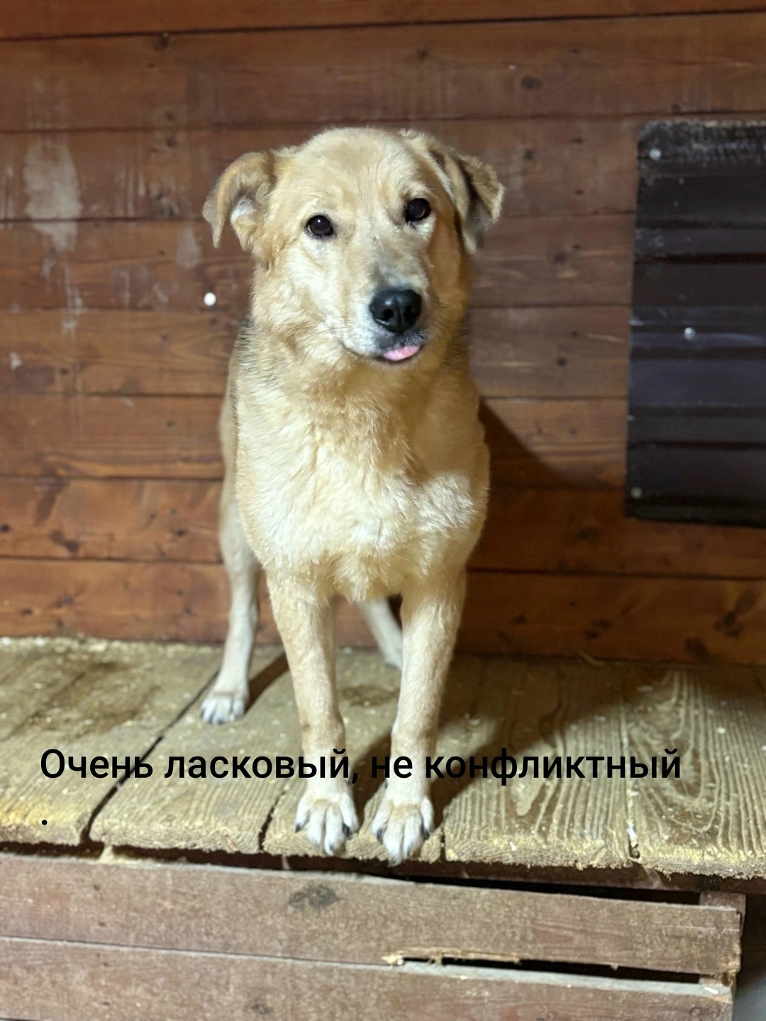 Найдена собака в Ярославле — фото объявления