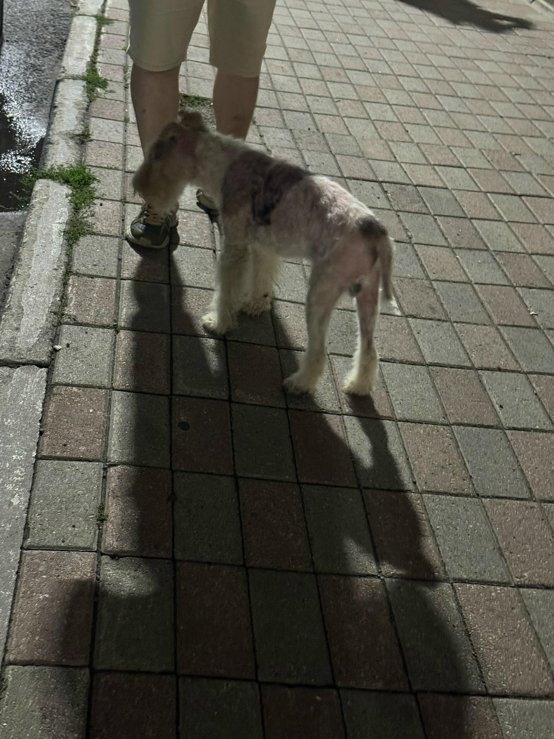 Найдена собака в Ярославле — фото объявления