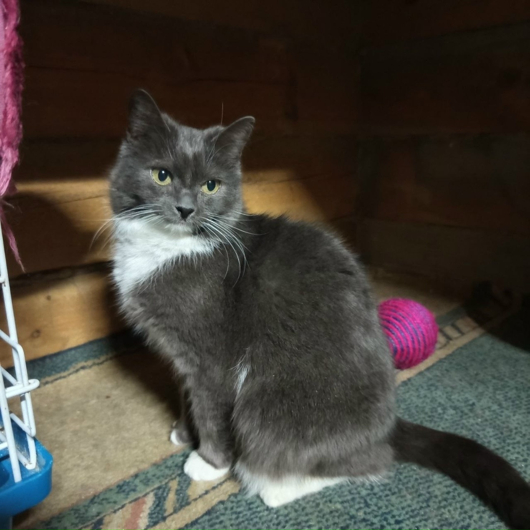 Найдена кошка в Ярославле — фото объявления