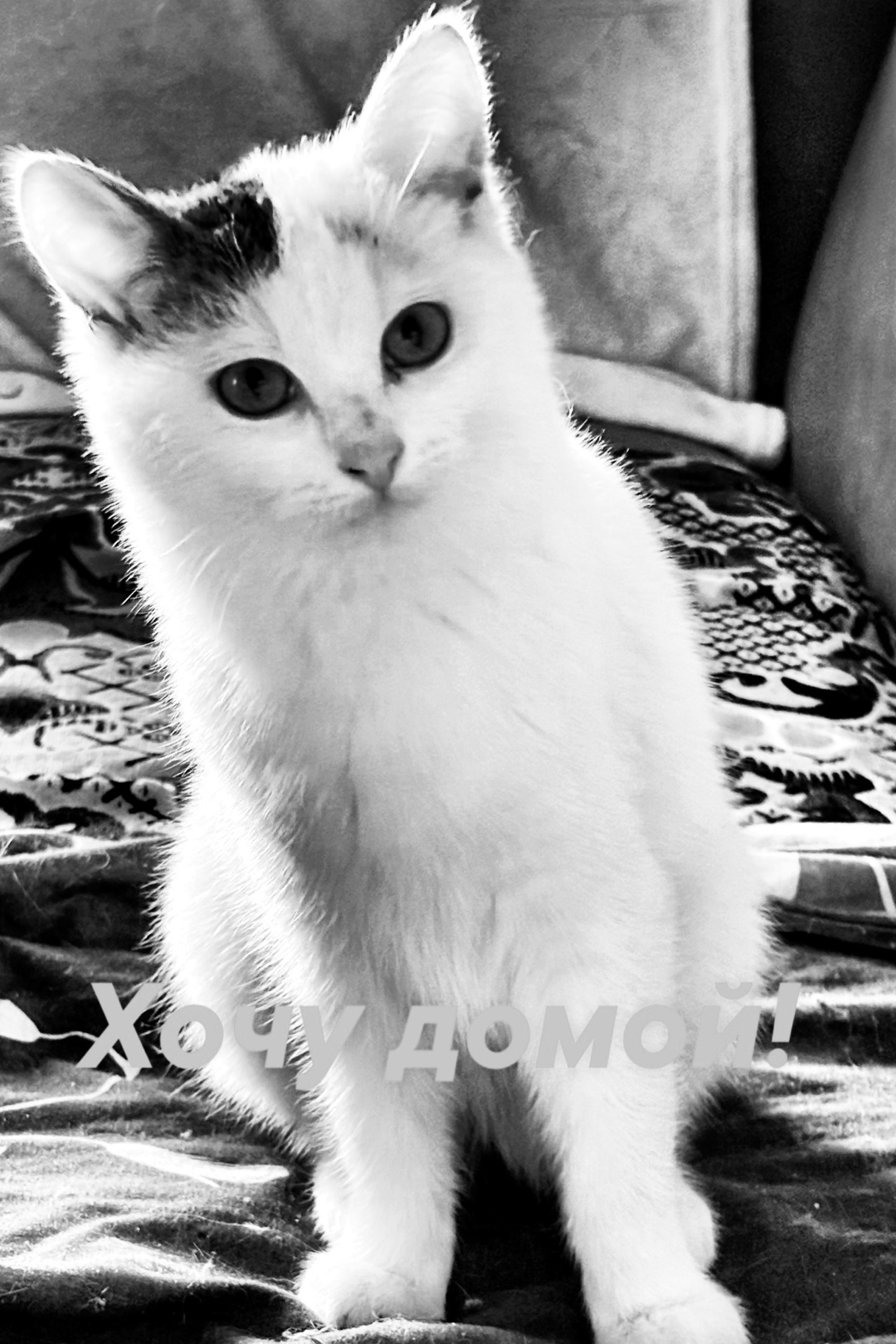 Найдена собака в Ярославле — фото объявления