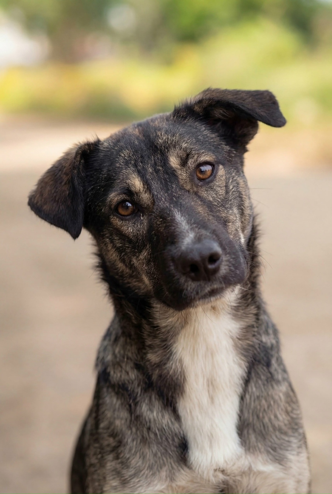 Найдена собака в Ярославле — фото объявления
