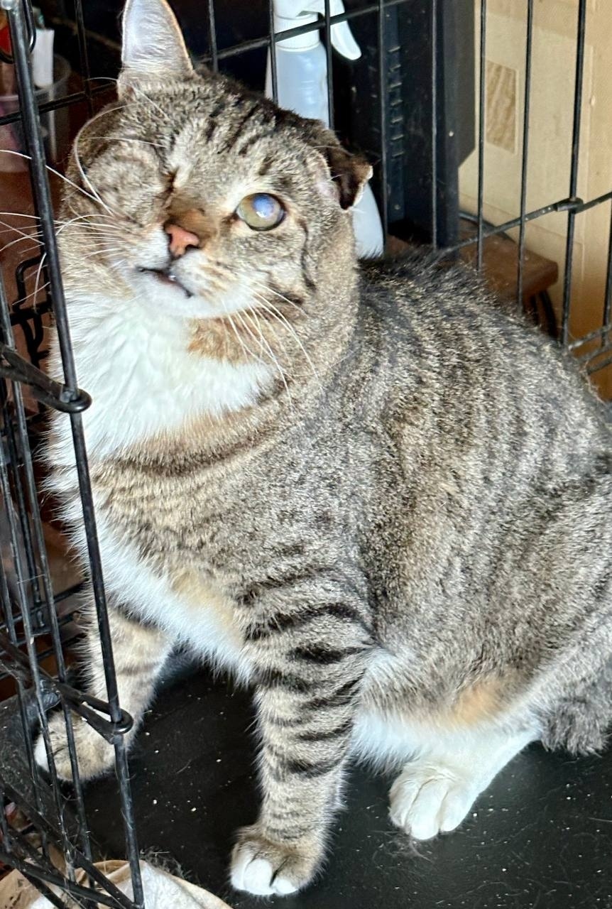 Найдена собака в Ярославле — фото объявления