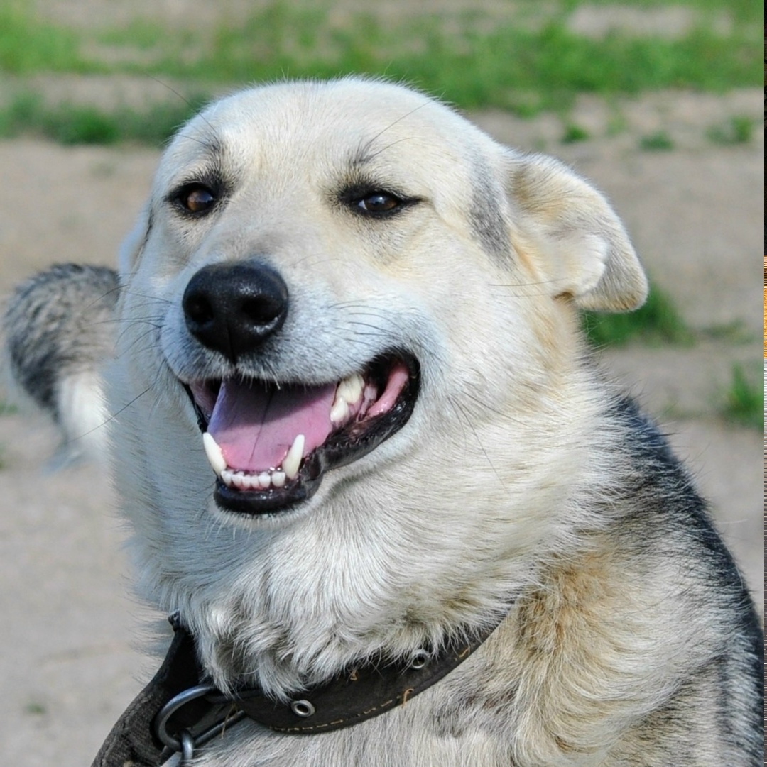 Найдена собака в Ярославле — фото объявления