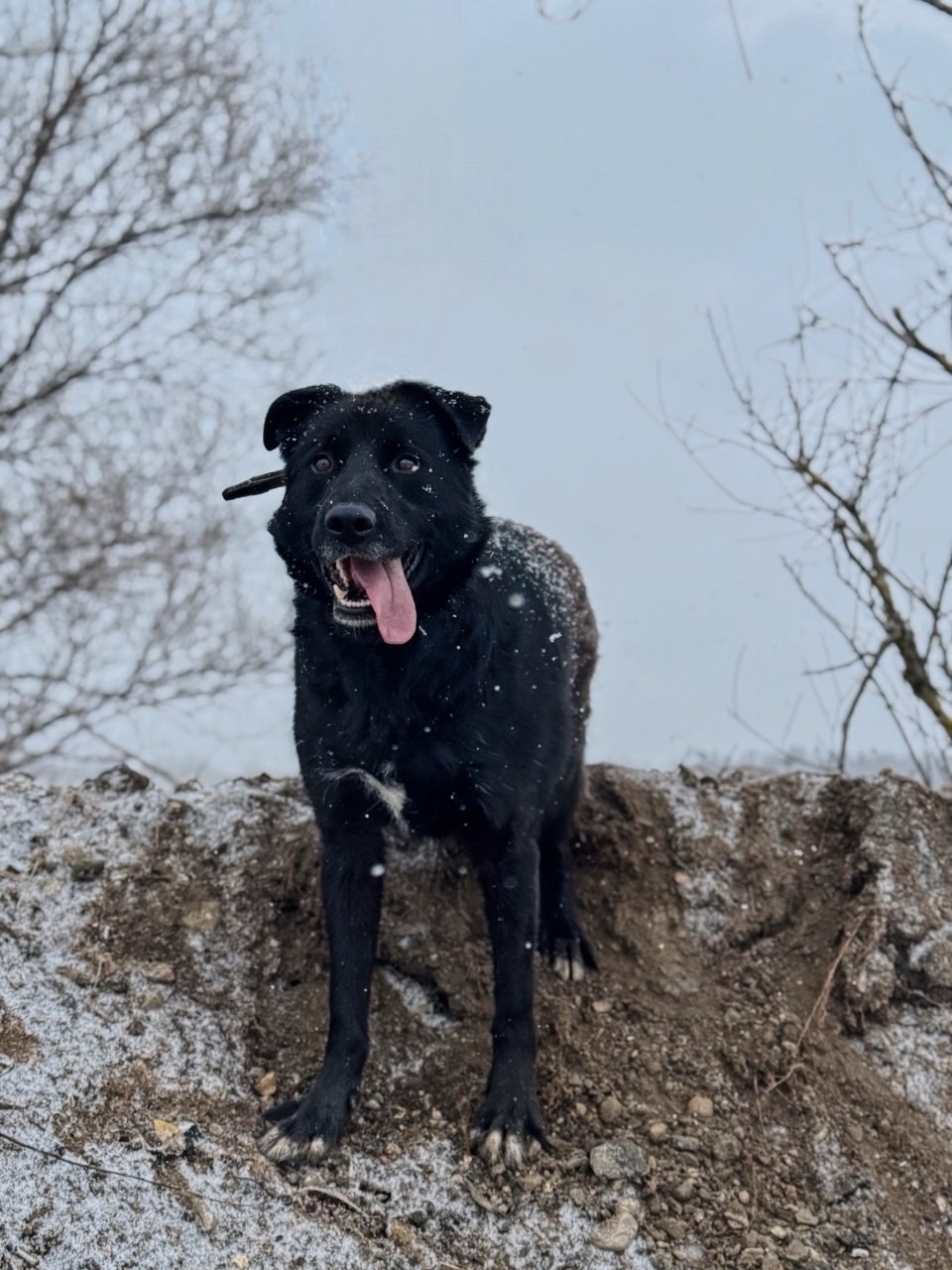Найдена собака в Ярославле — фото объявления