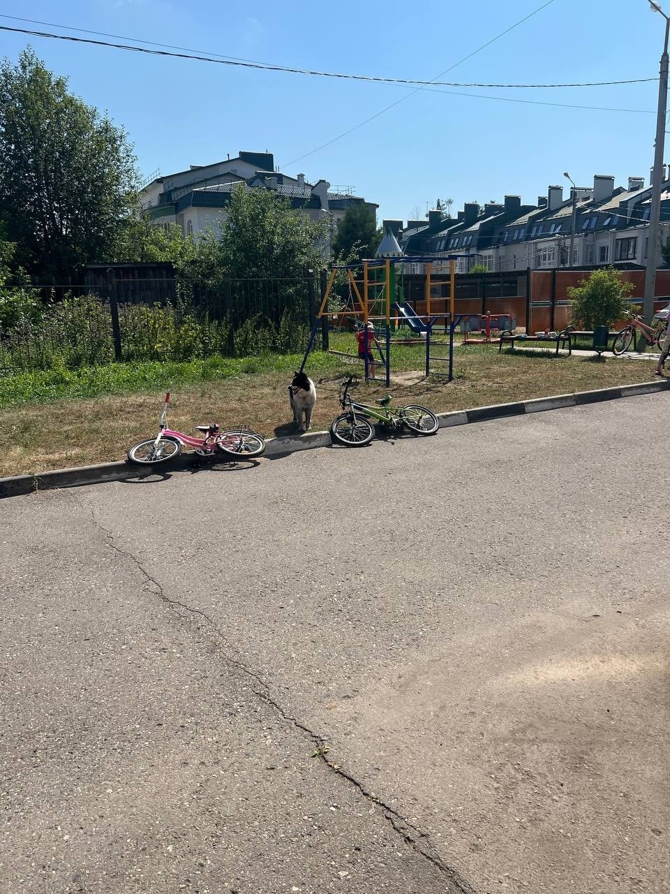 Найдена собака в Ярославле — фото объявления