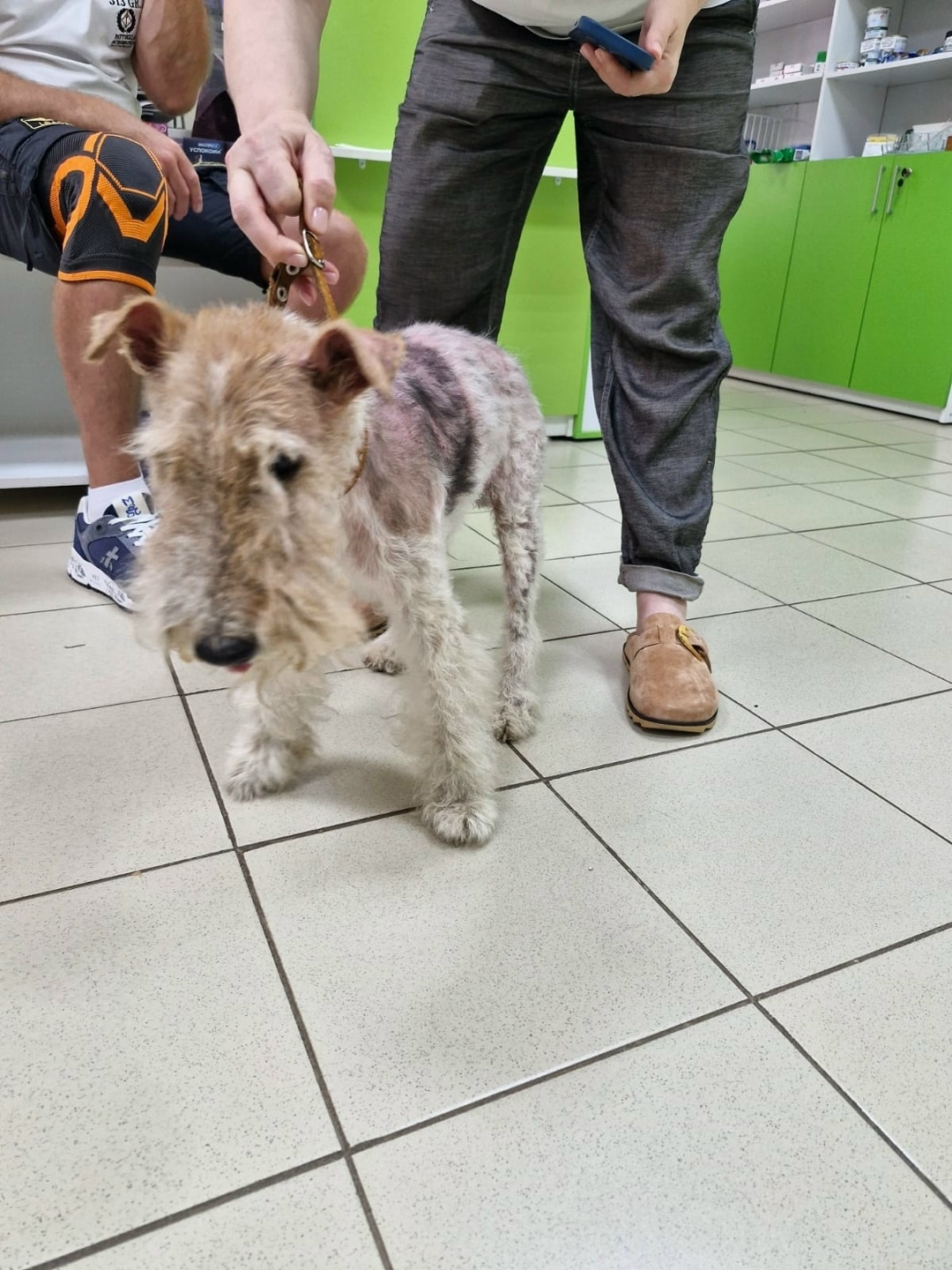 Найдена собака в Ярославле — фото объявления