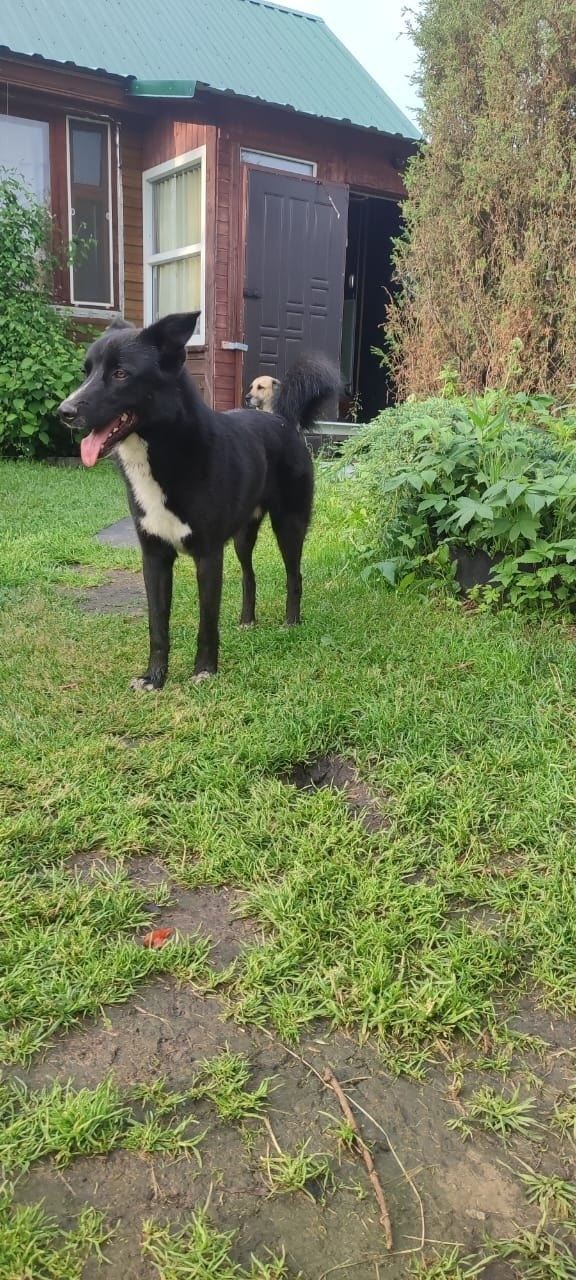 Найдена собака в Ярославле — фото объявления