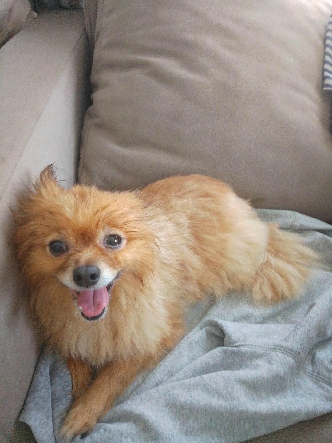 Найдена собака в Ярославле — фото объявления