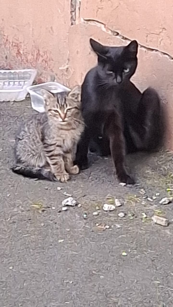 Найдена собака в Ярославле — фото объявления