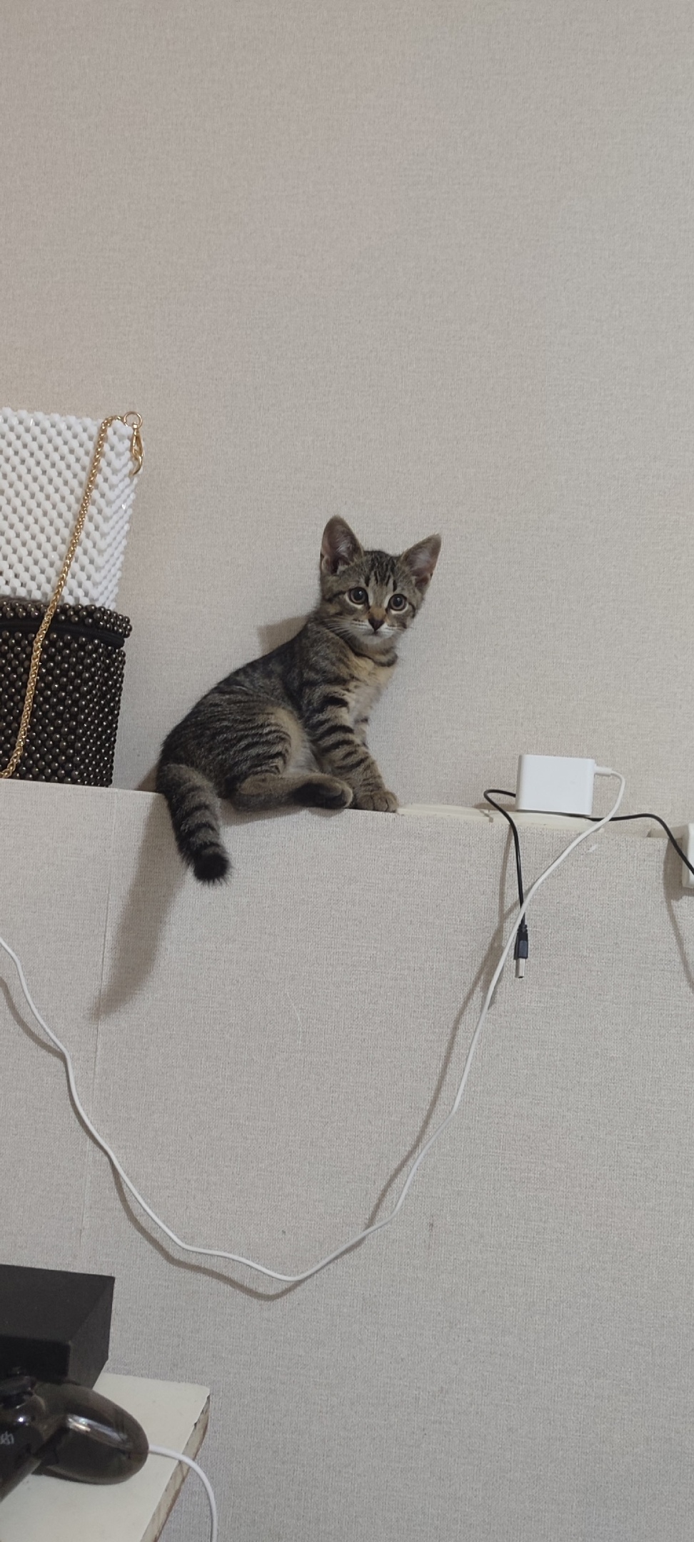 Найдена собака в Ярославле — фото объявления