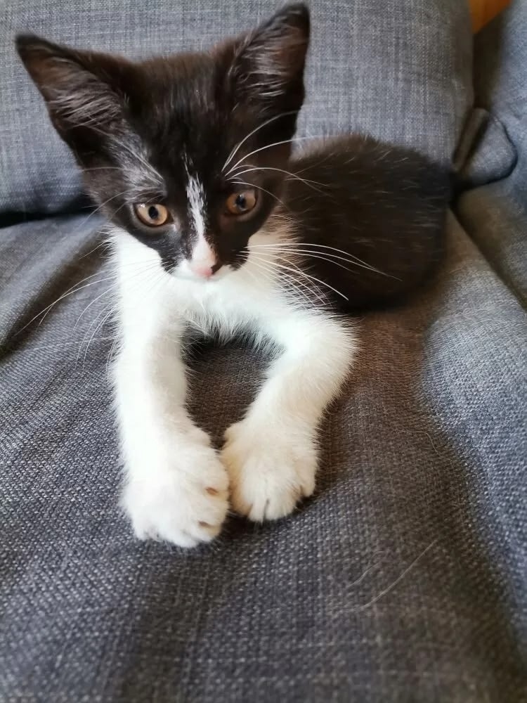 Найдена собака в Ярославле — фото объявления