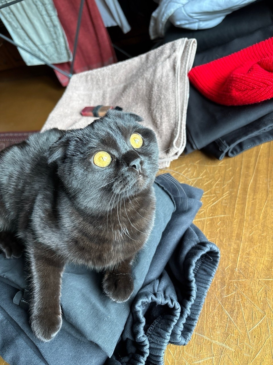 Найдена собака в Ярославле — фото объявления