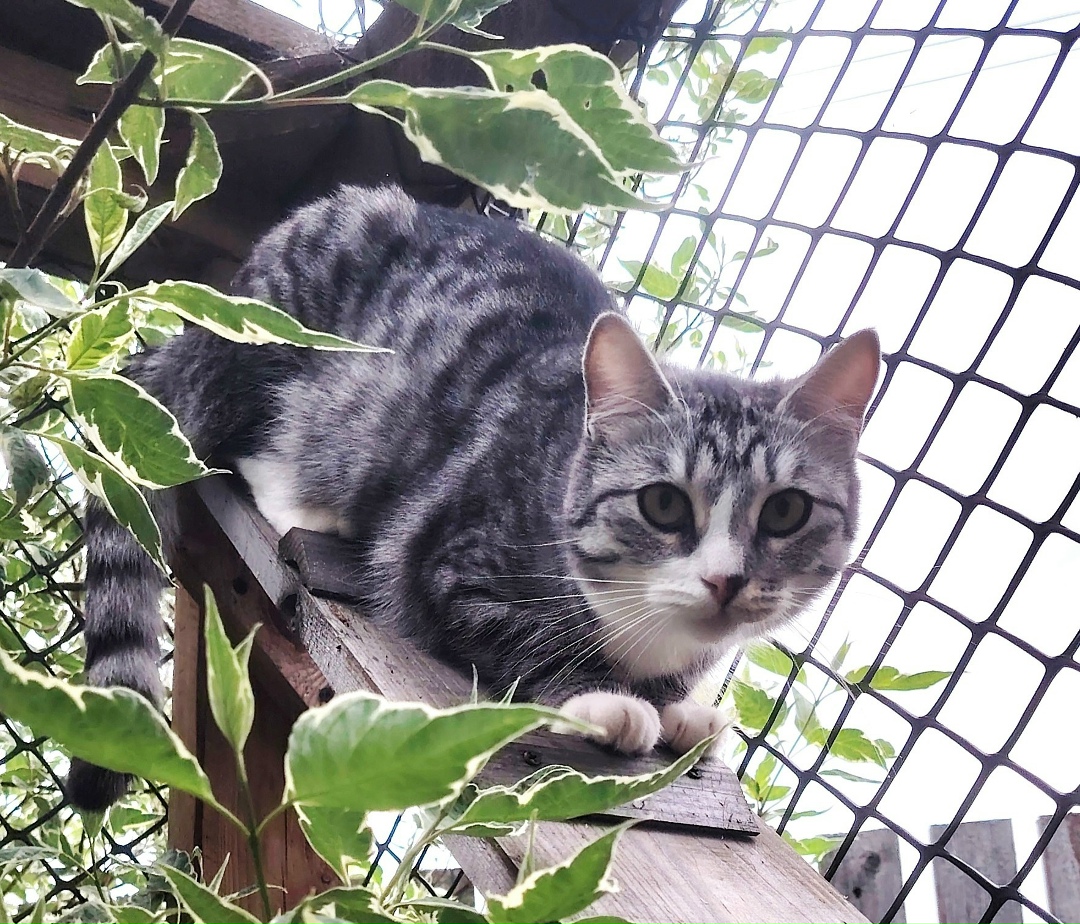 Найдена собака в Ярославле — фото объявления