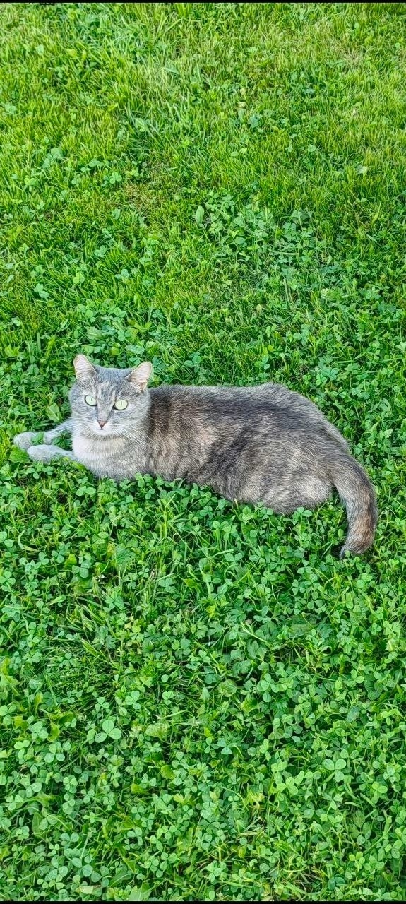 Найдена собака в Ярославле — фото объявления