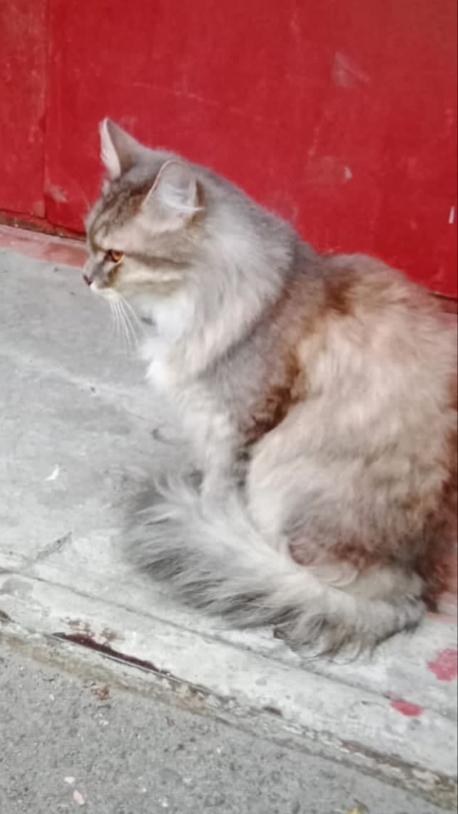 Найдена собака в Ярославле — фото объявления