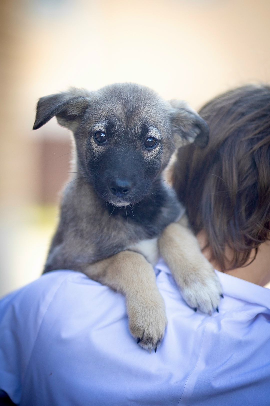 Найдена собака в Ярославле — фото объявления