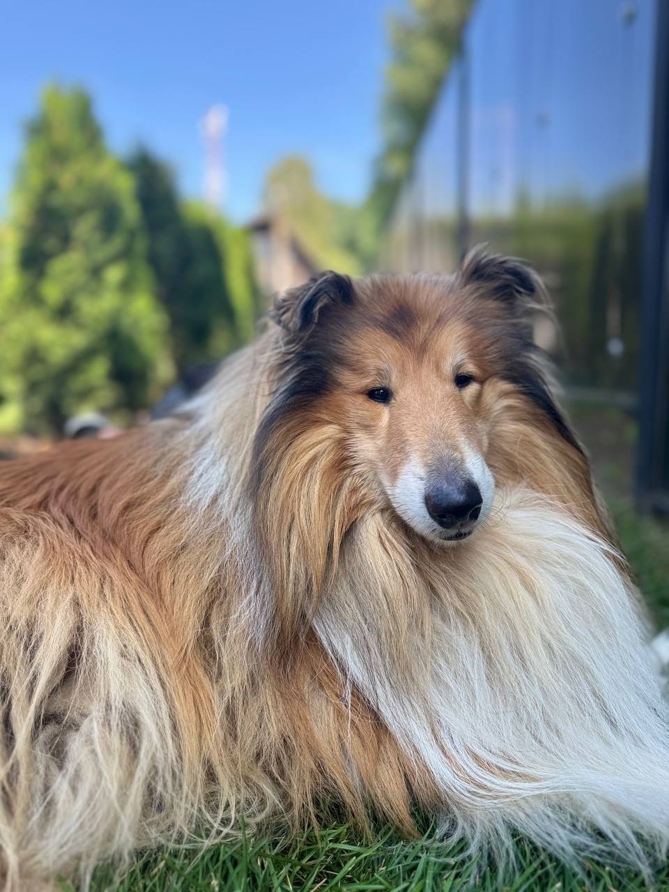 Найдена собака в Ярославле — фото объявления