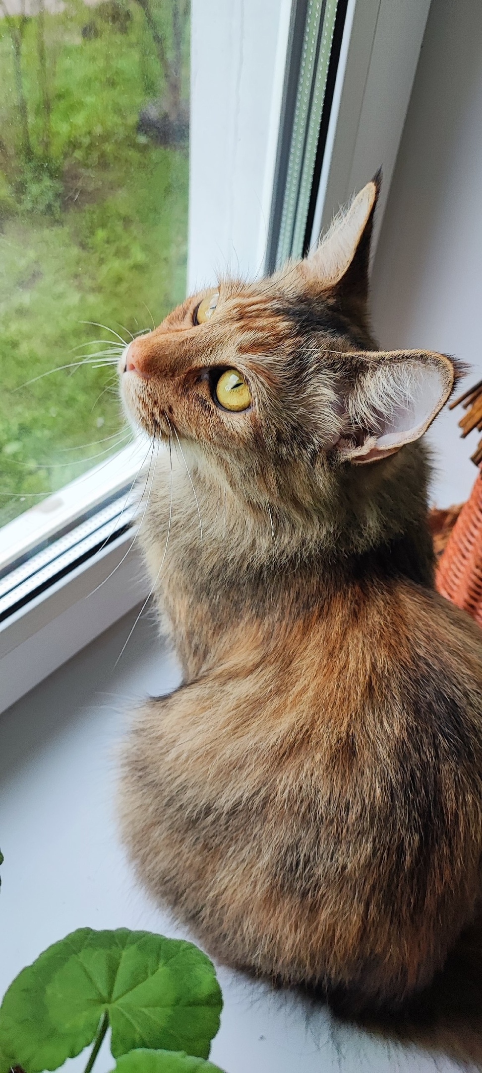 Найдена собака в Ярославле — фото объявления