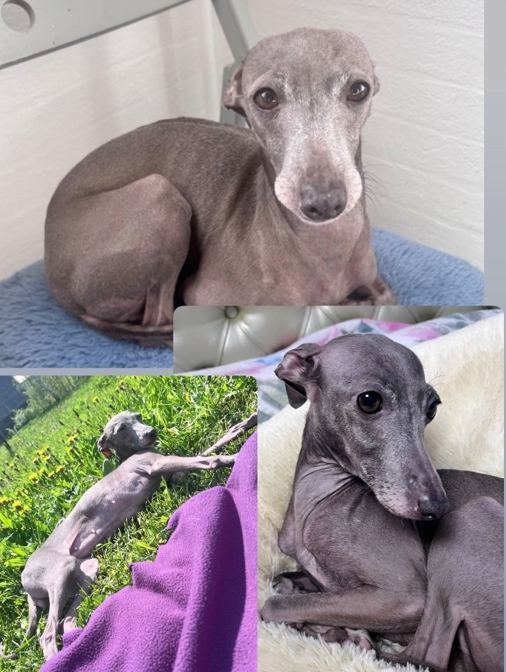 Найдена собака в Ярославле — фото объявления