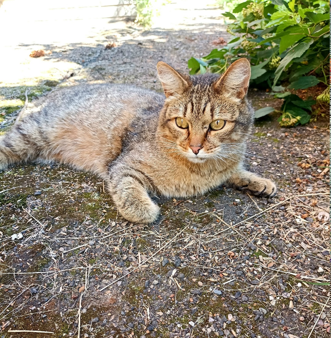Найдена собака в Ярославле — фото объявления