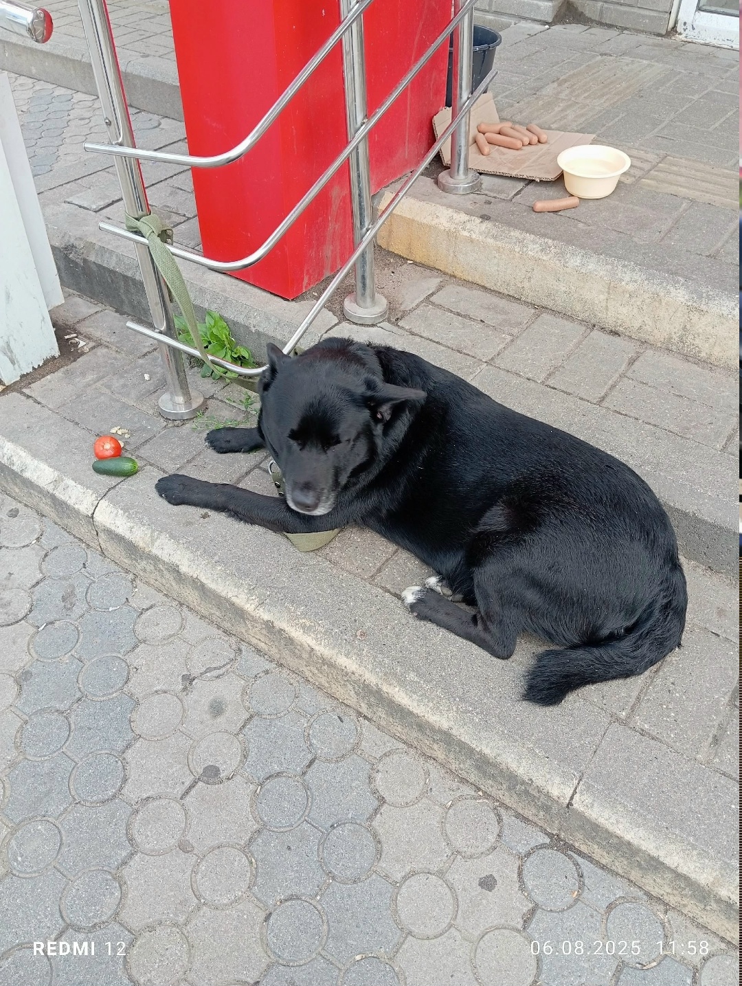 Найдена собака в Ярославле — фото объявления