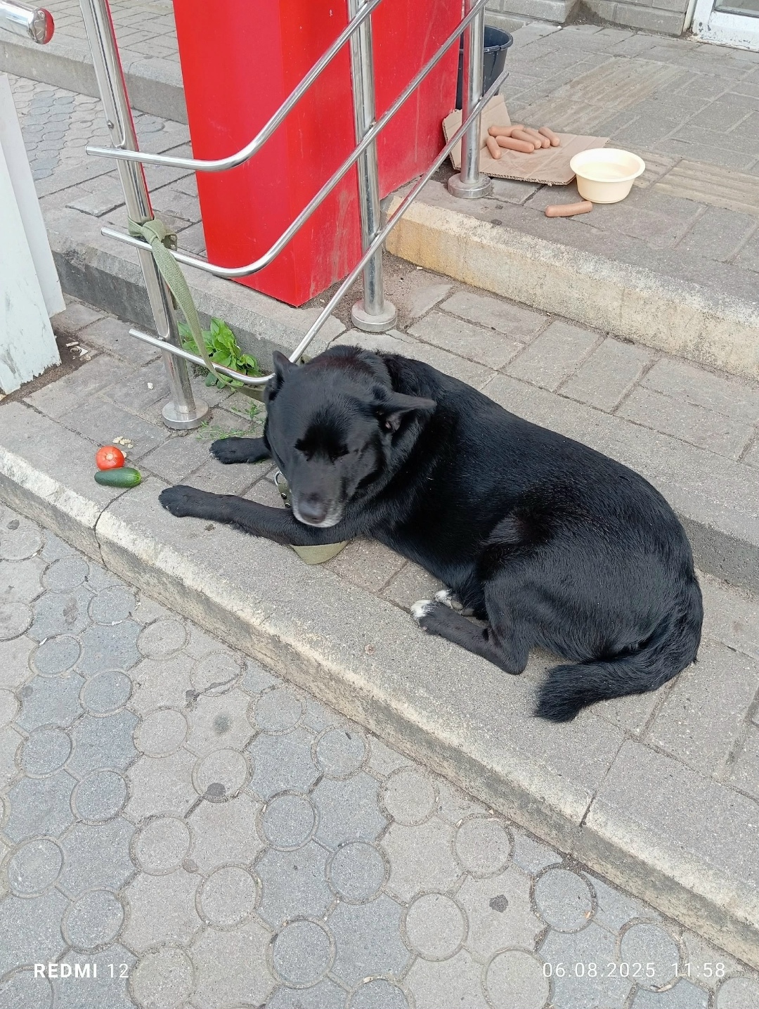 Найдена собака в Ярославле — фото объявления