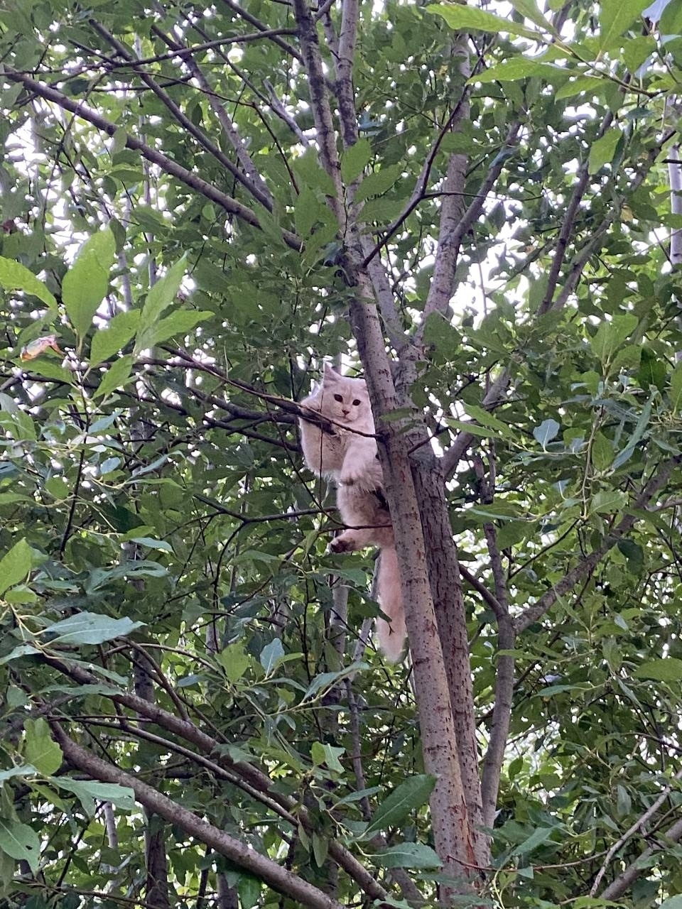 Найдена собака в Ярославле — фото объявления