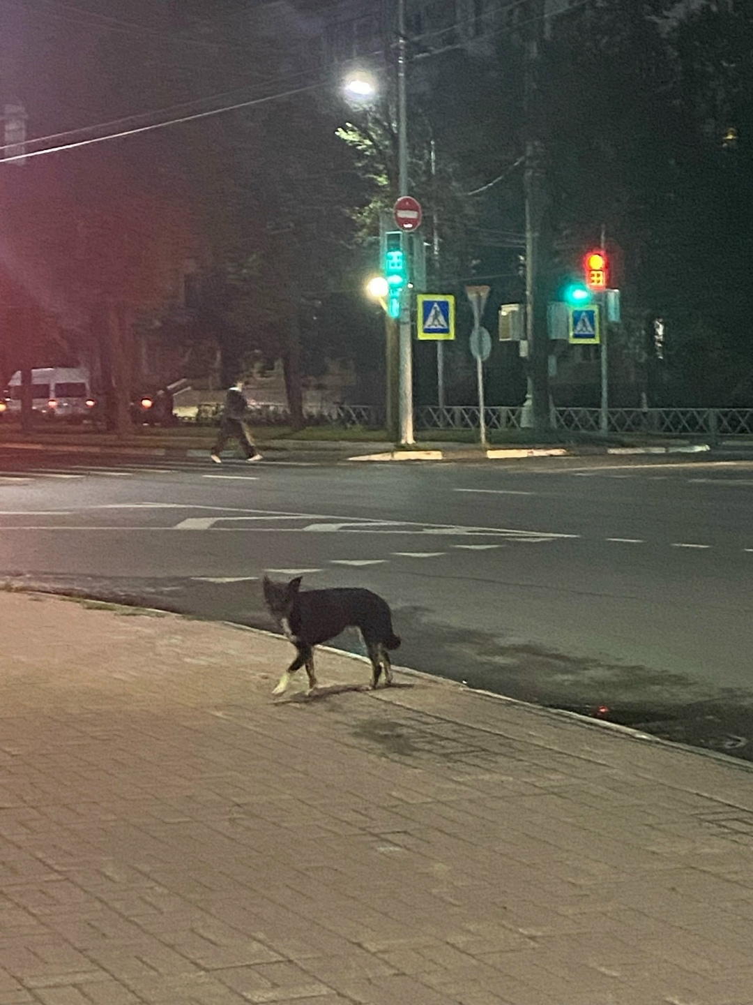Найдена собака в Ярославле — фото объявления