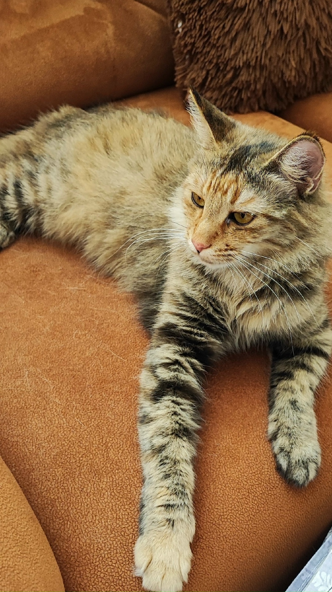 Найдена собака в Ярославле — фото объявления