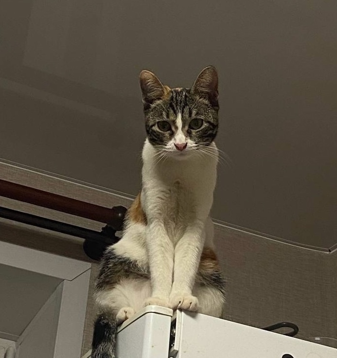 Найдена собака в Ярославле — фото объявления