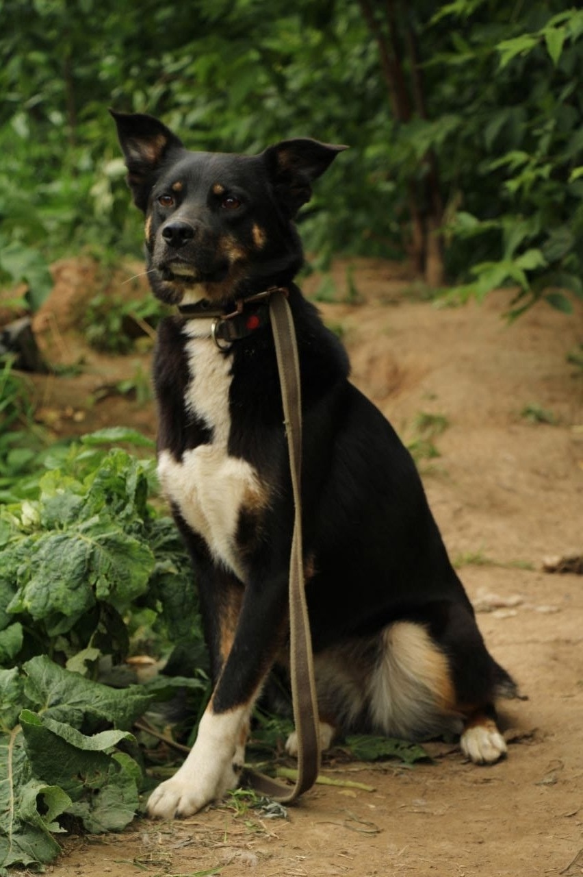 Найдена собака в Ярославле — фото объявления