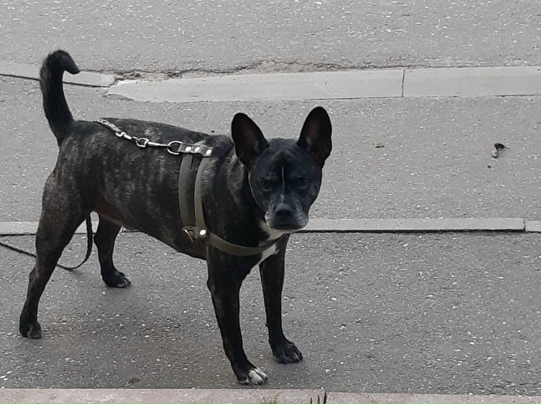 Найдена собака в Ярославле — фото объявления