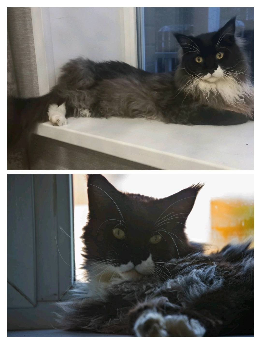 Найдена собака в Ярославле — фото объявления