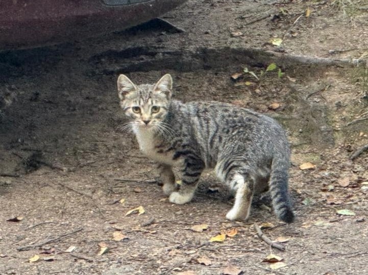 Найдена собака в Ярославле — фото объявления