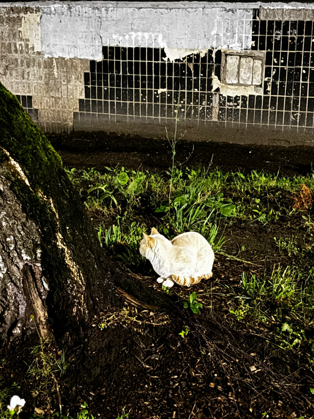 Найдена собака в Ярославле — фото объявления