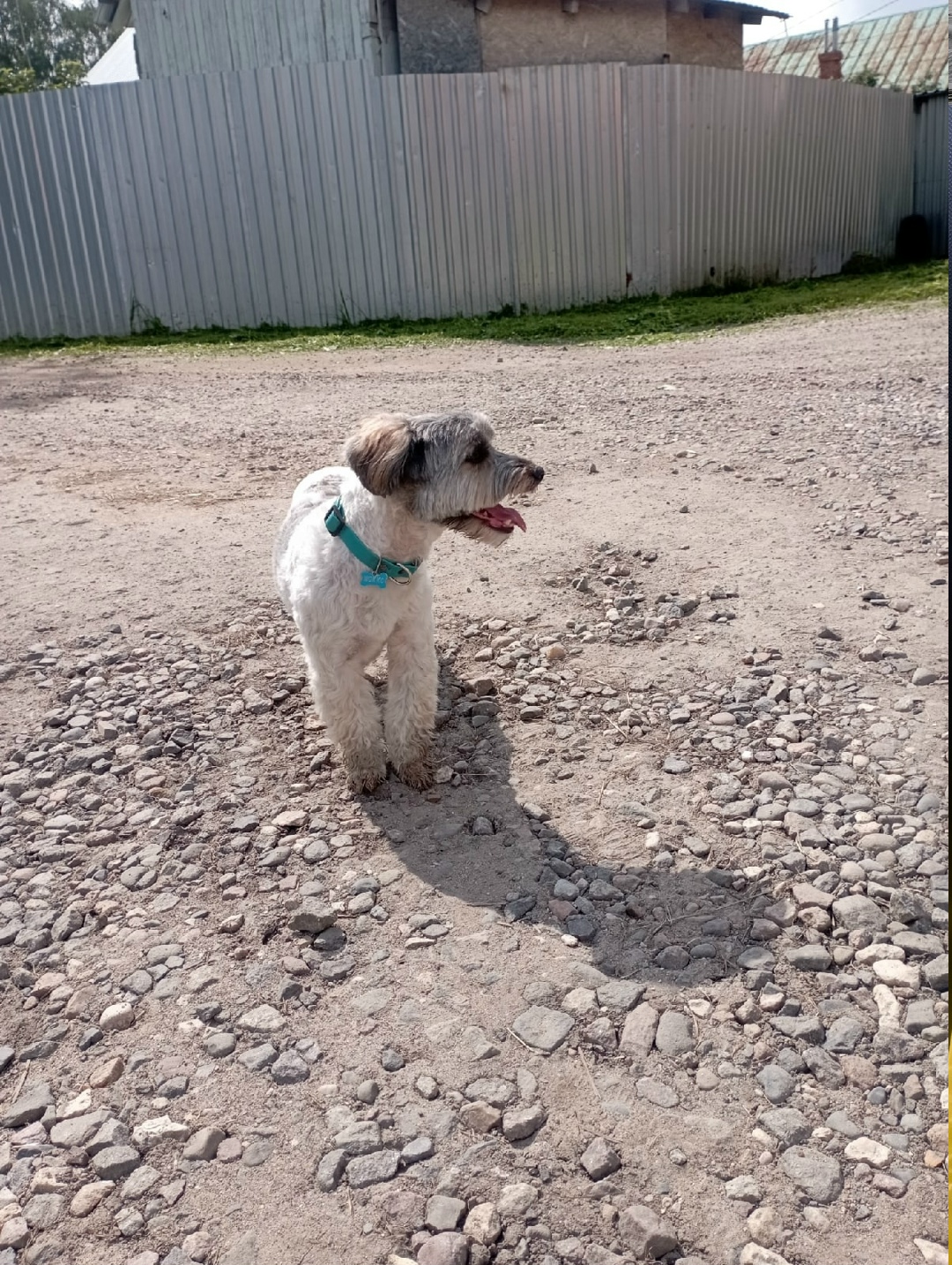 Найдена собака в Ярославле — фото объявления