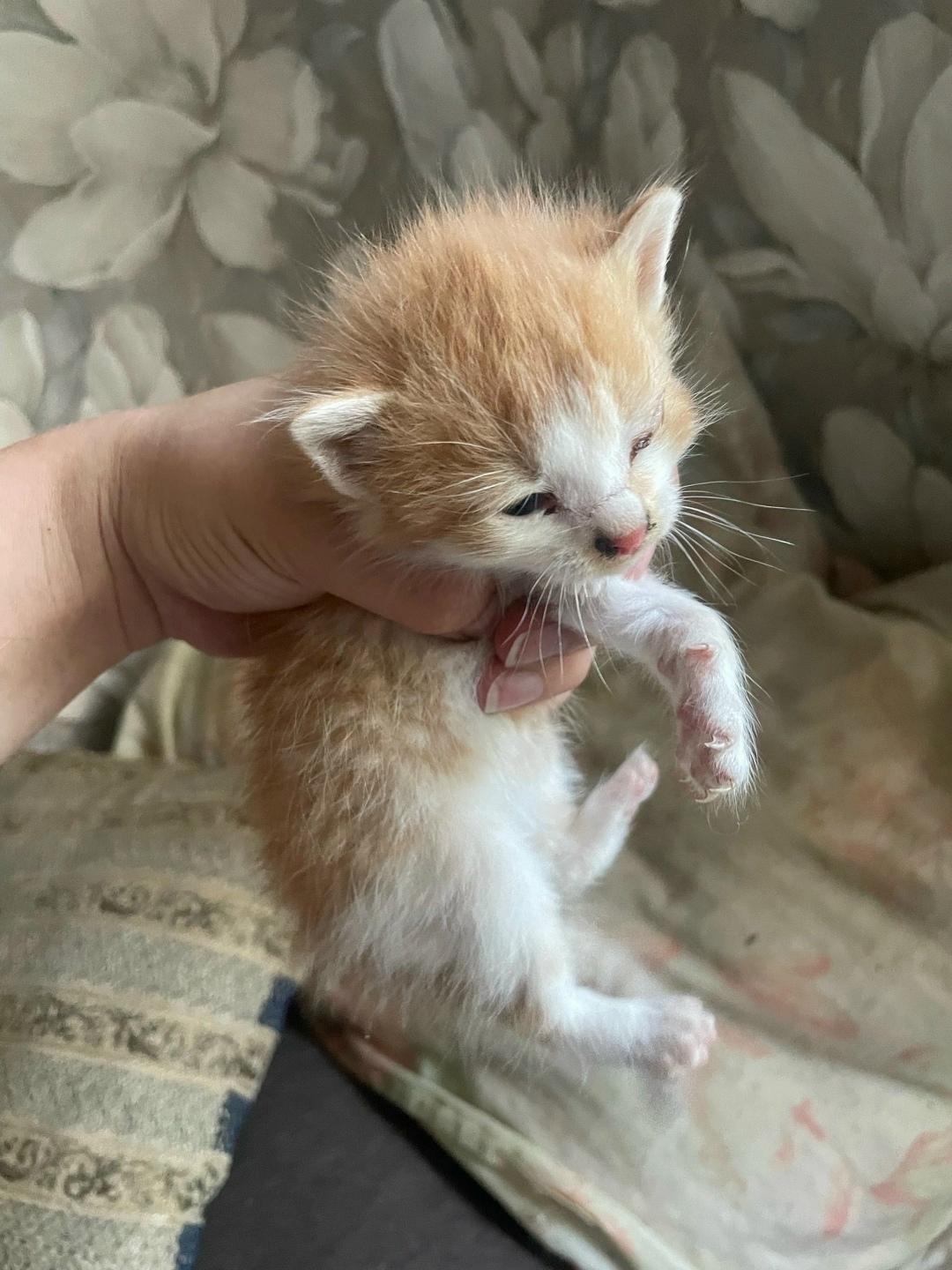 Найдена собака в Ярославле — фото объявления