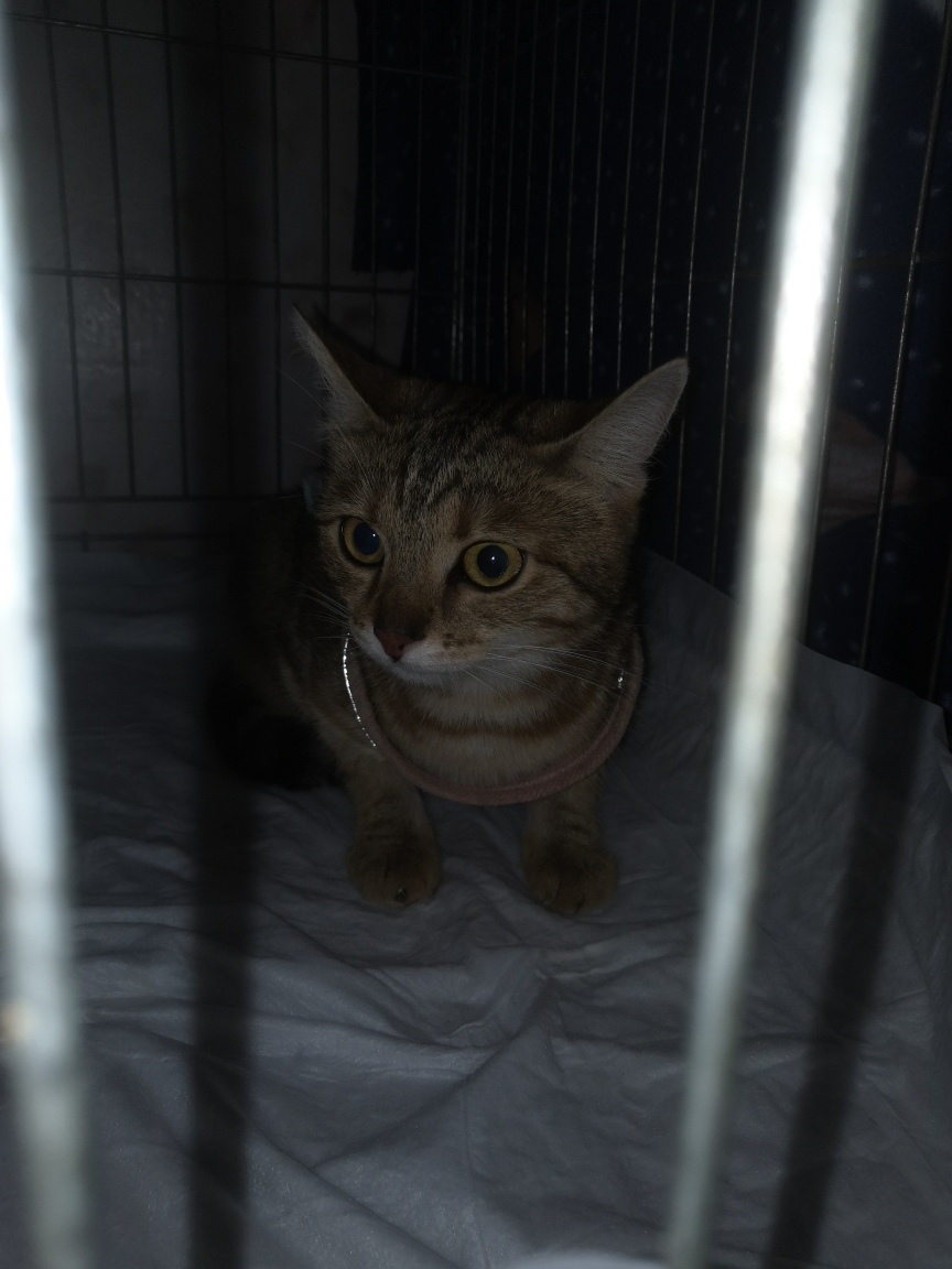 Найдена собака в Ярославле — фото объявления