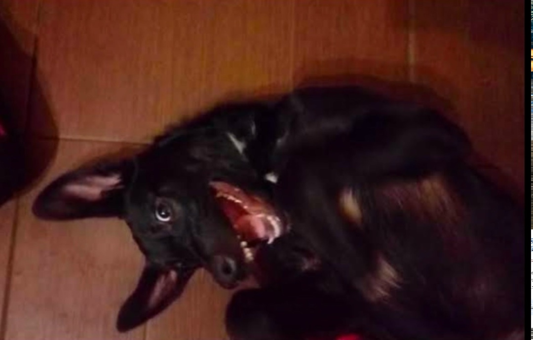 Найдена собака в Ярославле — фото объявления