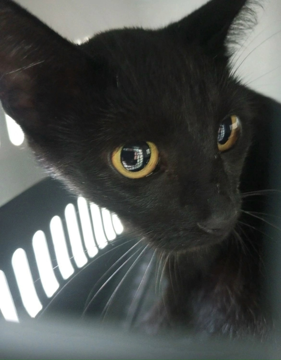 Найдена собака в Ярославле — фото объявления