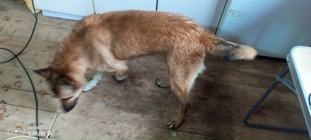 Найдена собака в Ярославле — фото объявления