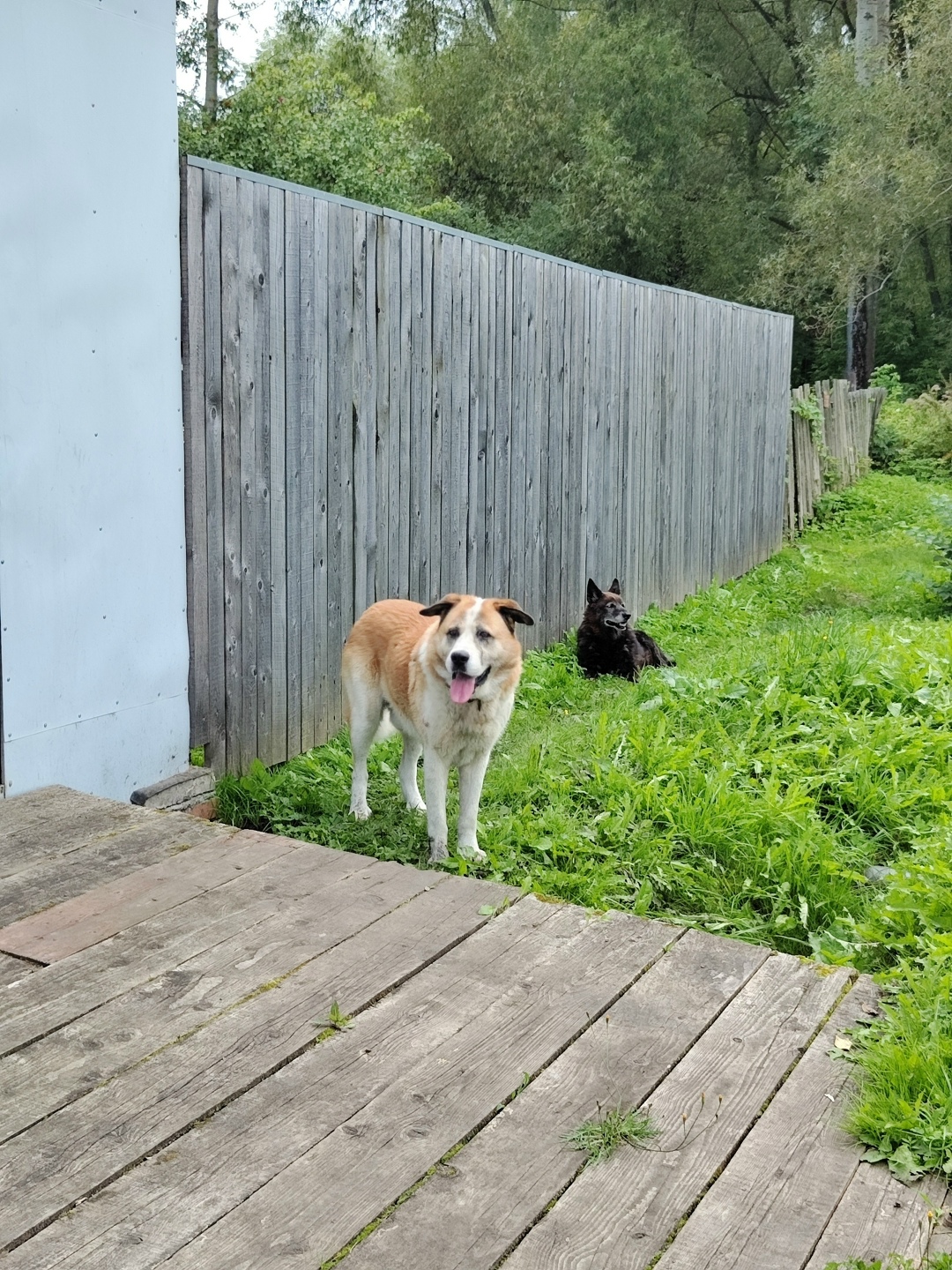 Найдена собака в Ярославле — фото объявления